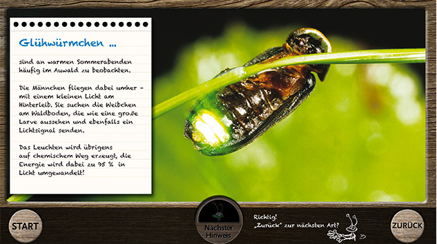 Insekten-Fragen werden in der Ausstellung Mitten im Fluß spielerisch erklärt